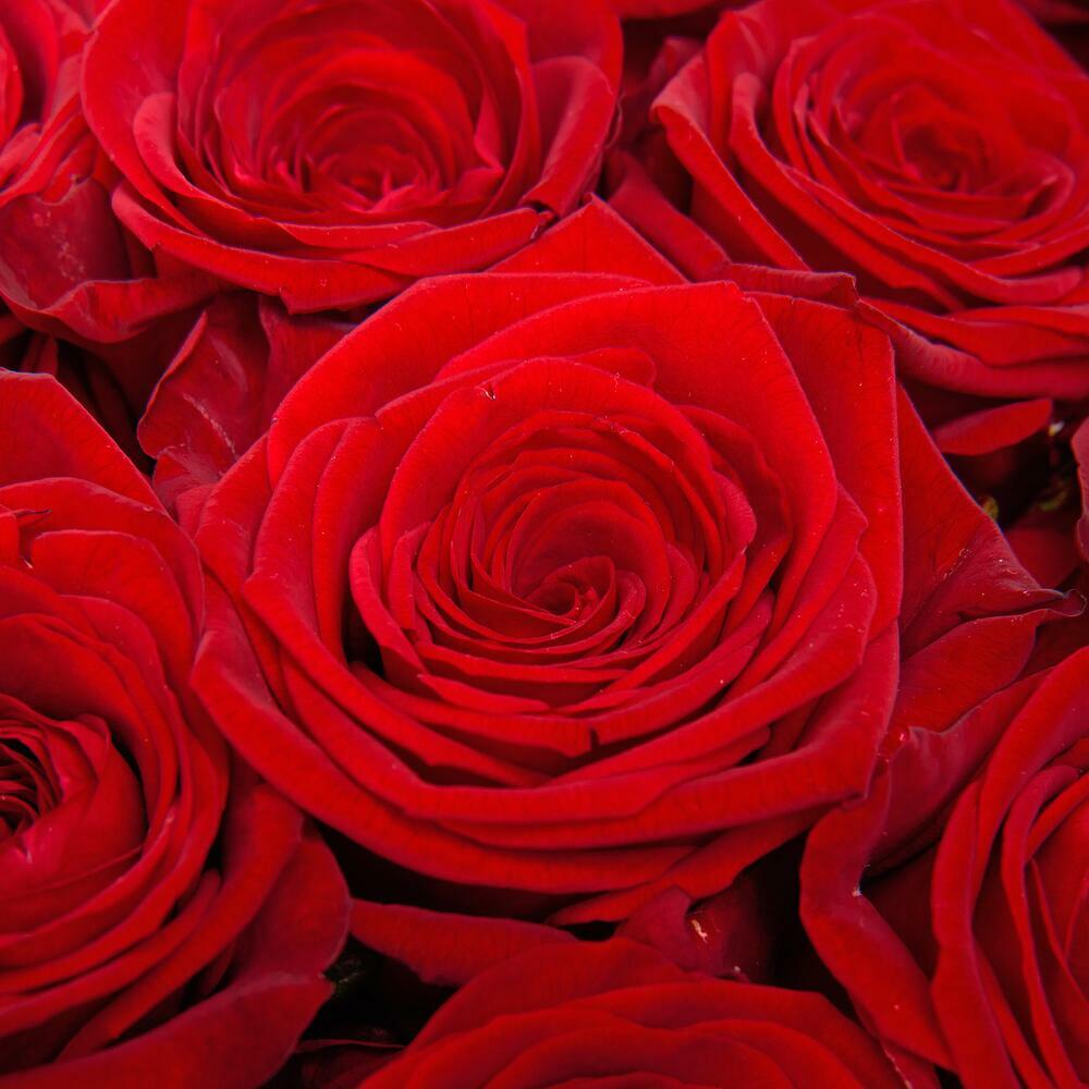 Букет из 19 красных роз в дизайнерской упаковке.